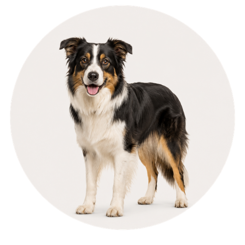 Medium dog