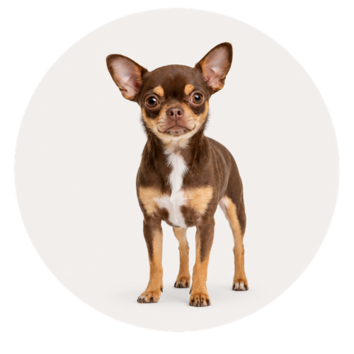 Mini dog