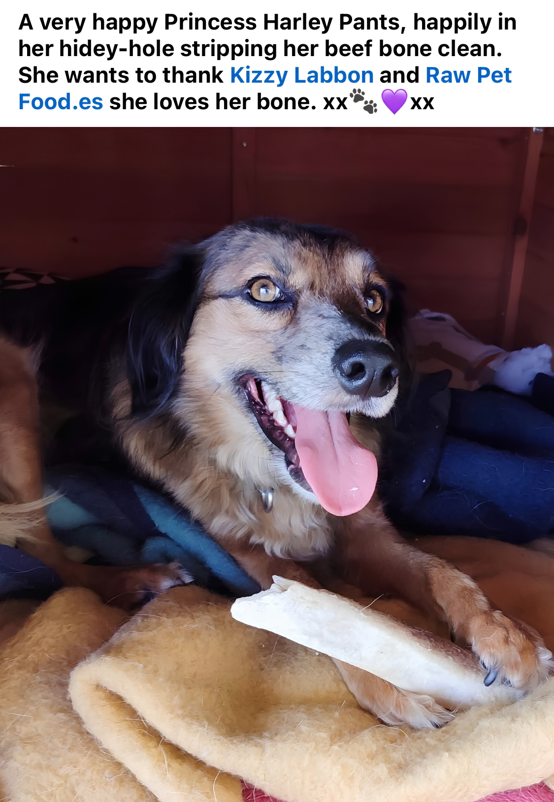 Facebook review — Princess Harley Pants stripping her beef bone clean